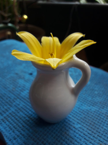 Flower; Publicdomain; Cc0; Freeimage;