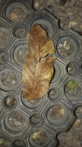 Leafs; Publicdomain; Cc0; Freeimage;.jpg