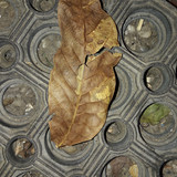 Leafs; Publicdomain; Cc0; Freeimage;