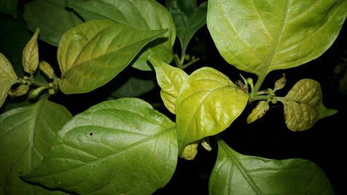 Leafs; Publicdomain; Cc0; Freeimage;.jpg