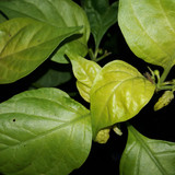 Leafs; Publicdomain; Cc0; Freeimage;