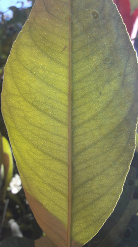 Leafs; Publicdomain; Cc0; Freeimage;.jpg