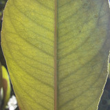 Leafs; Publicdomain; Cc0; Freeimage;