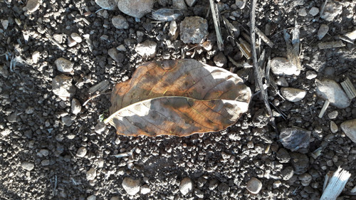 Leafs; Publicdomain; Cc0; Freeimage;.jpg