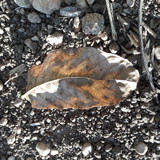 Leafs; Publicdomain; Cc0; Freeimage;