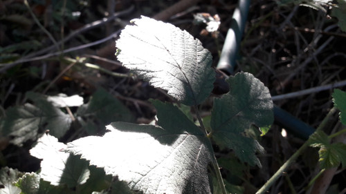 Leafs; Publicdomain; Cc0; Freeimage;.jpg