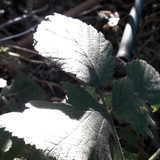 Leafs; Publicdomain; Cc0; Freeimage;