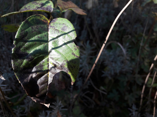 Leafs; Publicdomain; Cc0; Freeimage;.jpg