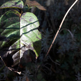 Leafs; Publicdomain; Cc0; Freeimage;