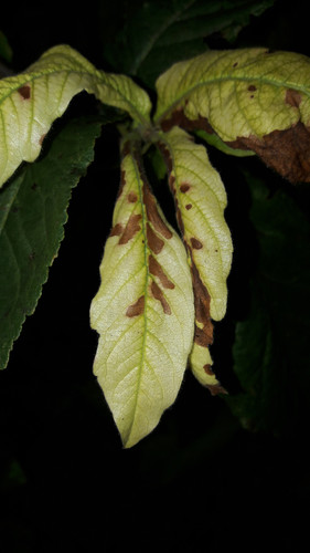 Leafs; Publicdomain; Cc0; Freeimage;.jpg