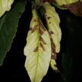 Leafs; Publicdomain; Cc0; Freeimage;