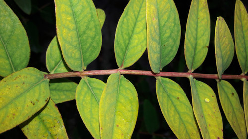 Leafs; Publicdomain; Cc0; Freeimage;.jpg