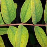 Leafs; Publicdomain; Cc0; Freeimage;