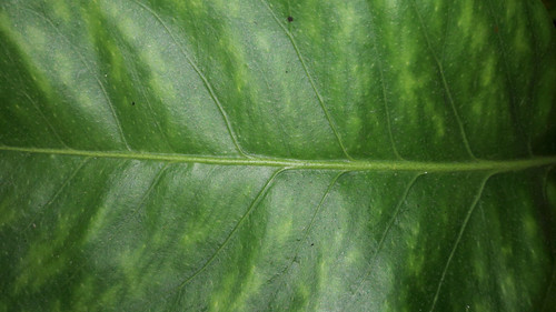 Leafs; Publicdomain; Cc0; Freeimage;.jpg