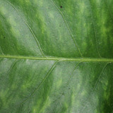 Leafs; Publicdomain; Cc0; Freeimage;