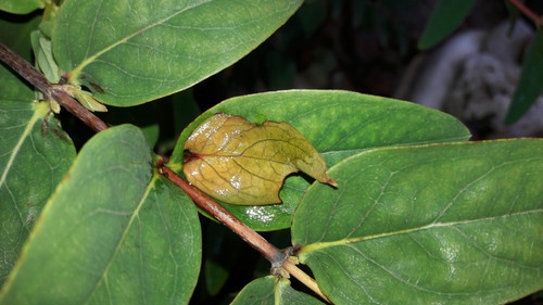 Leafs; Publicdomain; Cc0; Freeimage;.jpg