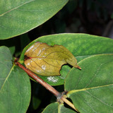 Leafs; Publicdomain; Cc0; Freeimage;