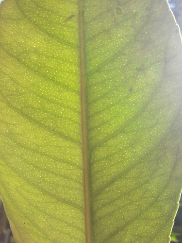 Leafs; Publicdomain; Cc0; Freeimage;.jpg