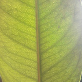 Leafs; Publicdomain; Cc0; Freeimage;