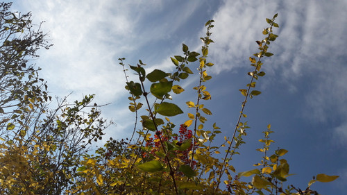 Leafs; Publicdomain; Cc0; Freeimage;.jpg