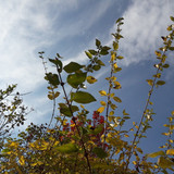 Leafs; Publicdomain; Cc0; Freeimage;