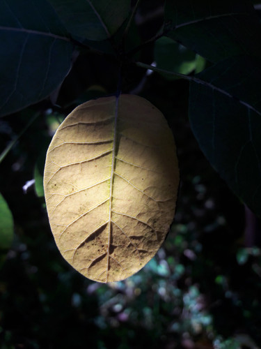 Leafs; Publicdomain; Cc0; Freeimage;.jpg