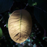 Leafs; Publicdomain; Cc0; Freeimage;