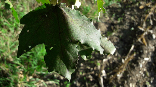 Leafs; Publicdomain; Cc0; Freeimage;.jpg