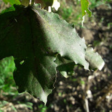 Leafs; Publicdomain; Cc0; Freeimage;