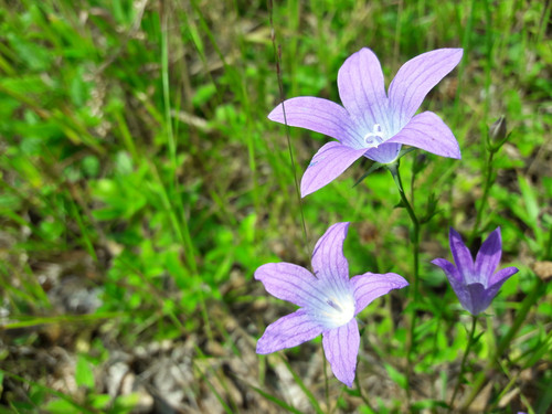 Flower; Publicdomain; Cc0; Freeimage;.jpg