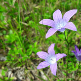 Flower; Publicdomain; Cc0; Freeimage;