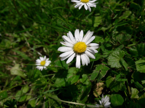 Flower; Publicdomain; Cc0; Freeimage;.jpg