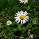 Flower; Publicdomain; Cc0; Freeimage;