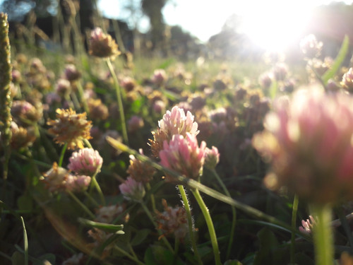 Flower; Publicdomain; Cc0; Freeimage;.jpg