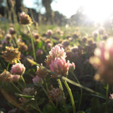 Flower; Publicdomain; Cc0; Freeimage;