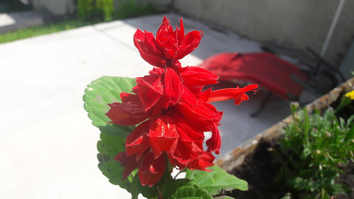 Flower; Publicdomain; Cc0; Freeimage;.jpg