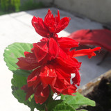 Flower; Publicdomain; Cc0; Freeimage;