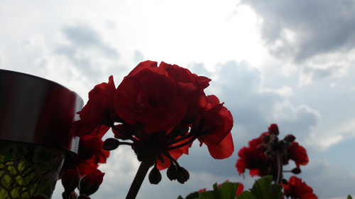 Flower; Publicdomain; Cc0; Freeimage;.jpg