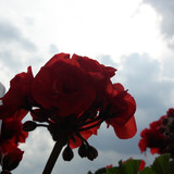 Flower; Publicdomain; Cc0; Freeimage;