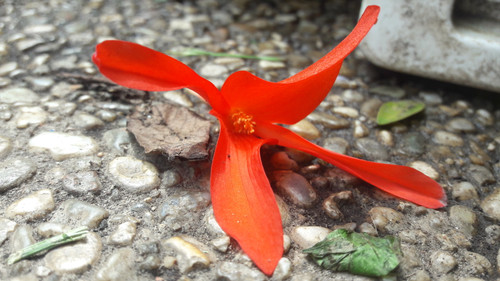 Flower; Publicdomain; Cc0; Freeimage;.jpg