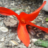 Flower; Publicdomain; Cc0; Freeimage;