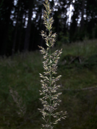 Flower; Publicdomain; Cc0; Freeimage;.jpg