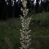 Flower; Publicdomain; Cc0; Freeimage;