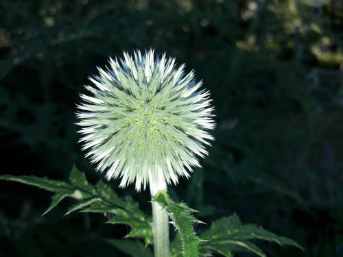 Flower; Publicdomain; Cc0; Freeimage;.jpg