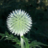 Flower; Publicdomain; Cc0; Freeimage;