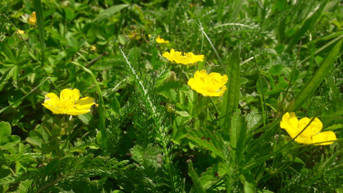 Flower; Publicdomain; Cc0; Freeimage;.jpg