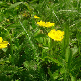 Flower; Publicdomain; Cc0; Freeimage;