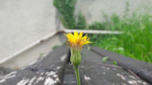 Flower; Publicdomain; Cc0; Freeimage;.jpg