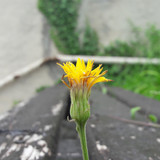 Flower; Publicdomain; Cc0; Freeimage;