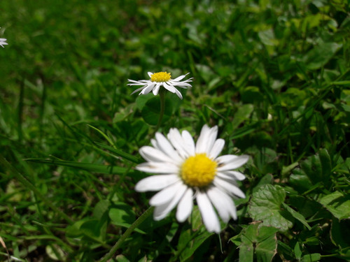 Flower; Publicdomain; Cc0; Freeimage;.jpg